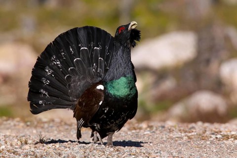 Capercaillie, Tetrao urugallus, Bavaria, Bavaria, Federal Republic of Germany