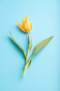 Orange tulip flower on blue pastel background. side view, close up, still life. Beauty, spring,