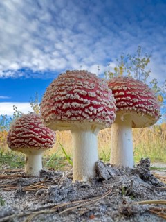 Red fly agaric (Amanita muscaria), poisonous mushroom, red cap with white spots, lucky mushroom,