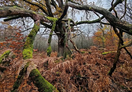 Sababurg primeval forest in autumn, nature reserve, Reinhardswald estate district, Hesse, Germany,