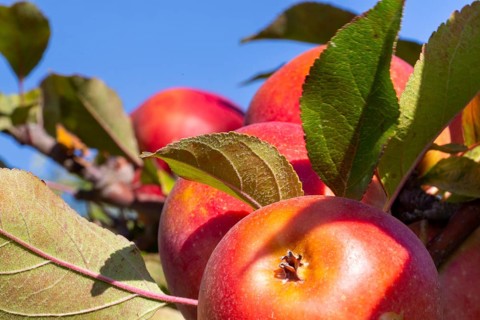 Close-up of apples in an apple field in the Palatinate. The apple trees are Weirouge or the Red
