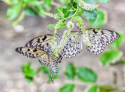 Three butterflies on a flower in the botanical garden