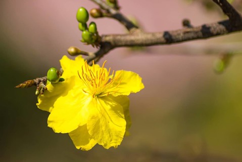 Flowering branch of yellow apricot in Vietnam