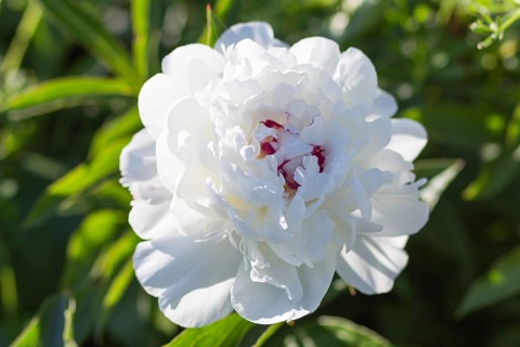 Pink peony flower in a botanical garden