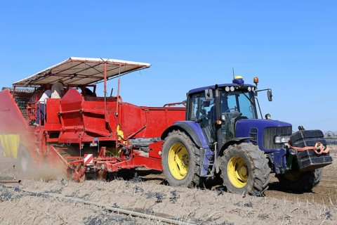 Tractor with harvester harvesting potatoes