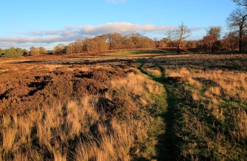 Winter landscape of deciduous trees and heather plants on heathland, Sutton Heath Suffolk, England,