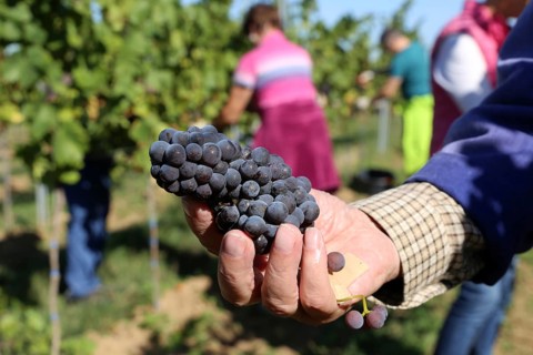 Grape grape harvest: Hand-picking of Pinot Gris grapes in the Palatinate (Norbert Groß winery,