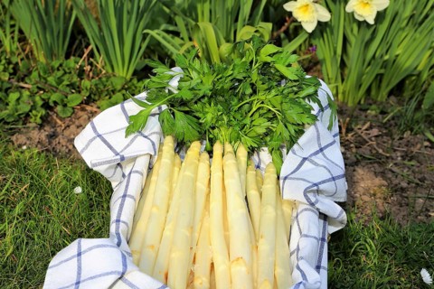 White asparagus decorated in a wooden crate