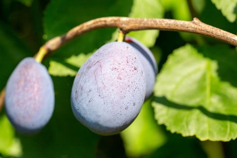 Ripe plums on the tree