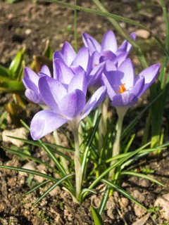 Crocuses blooming in the botanical garden in spring