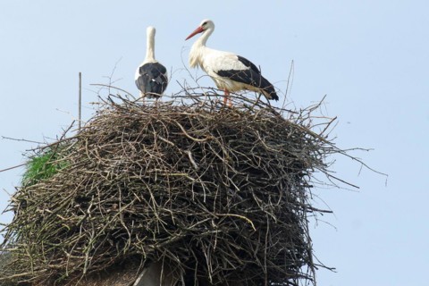 Storks on an eyrie, spring, Wendland, Penkefitz, Hitzacker, Lower Saxony, Germany, Europe