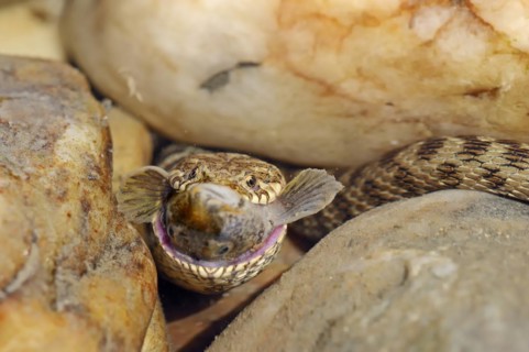 Dice snake (Natrix tessellata) with preyed fish, Provence, southern France