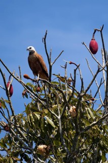 Black collared Hawk, Busarellus nigricollis, in a kapok tree, Chorisia speciosa, Amazon Basin,