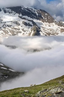 Two sheep on a mountain meadow in front of a mountain landscape, high fog in the valley, behind