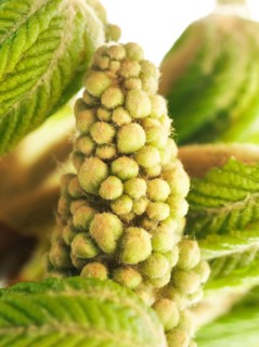 Chestnut, common horse-chestnut (Aesculus hippocastanum), young inflorescence, flower buds, fine