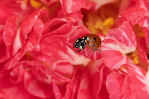 Seven-spot ladybird (Coccinella septempunctata) adult insect on a garden Camellia flower in the