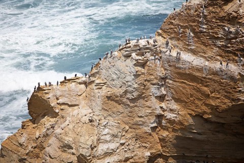 Cormorants (Phalacrocoracidae) on a rock in the Reserva Nacional de Paracas, Ica region, Pisco