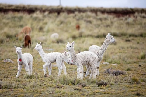 Alpacas (Vicugna pacos) in the Reserva Nacional de Salinas y Aguada Blanca, Province of Arequipa,