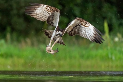 Western osprey (Pandion haliaetus) hunting, Aviemore, Scotland, Great Britain