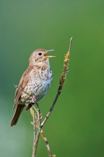 Song thrush (Turdus philomelos), Lower Saxony, Germany, Europe