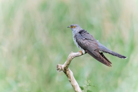 Common cuckoo (Cuculus canorus) male, Lower Saxony, Germany, Europe