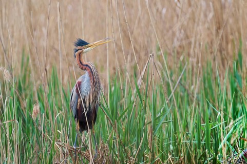Purple heron (Ardea purpurea) at the nest, Baden-Württemberg, Germany, Europe
