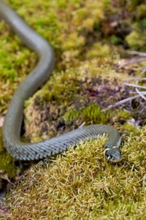 Grass snake (Natrix natrix), Bavaria, Germany, Europe