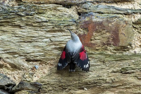 Wallcreeper (Tichodroma muraria) foraging on a wall, wildlife, Germany, Europe