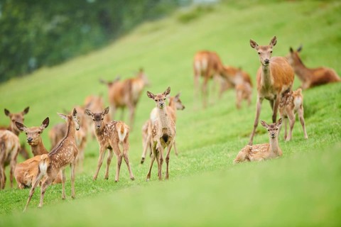Red deer (Cervus elaphus) fawns standing on a meadow in the mountains in tirol, herd, Kitzbühel,
