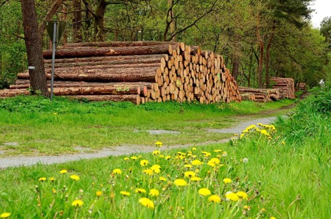 Tree trunks, wood pile, Stikelkamper forest, Leer district, East Frisia, Germany, Europe
