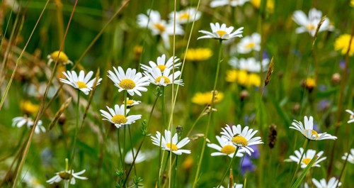 Flowering marguerites (Leucanthemum), colourful flowers, grasses and insects in a wild, natural