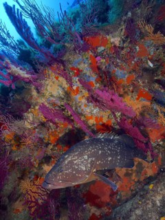 Dusky grouper (Epinephelus marginatus) (Mycteroperca marginatus) and violescent sea-whip