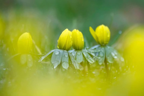 Winter aconites (Eranthis hyemalis), Germany, Europe
