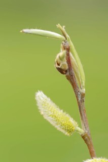 White willow (Salix alba), male flowers in spring, willow catkins, North Rhine-Westphalia, Germany,