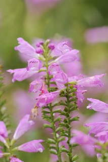 Joint flower (Physostegia virginiana), inflorescence, ornamental plant, North Rhine-Westphalia,