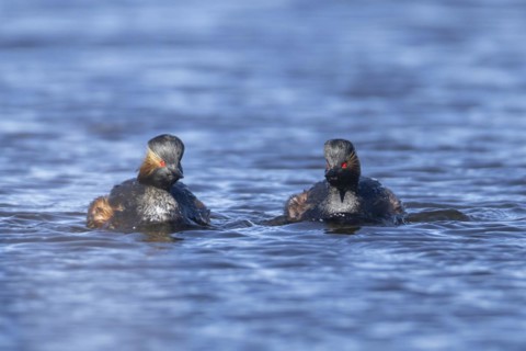 Black necked grebe (Podiceps nigricollis) two adult birds in breeding plumage on a lake, Yorkshire,