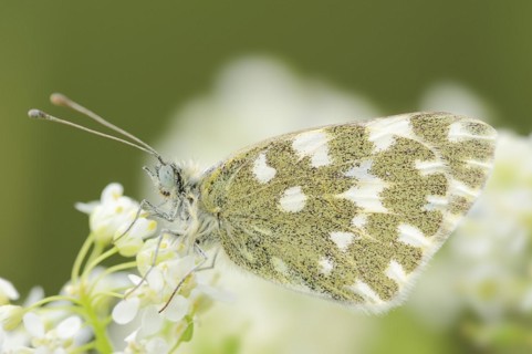 Bath white (Pontia daplidice), Provence, Southern France