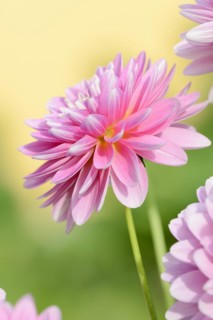 Dahlia (Dahlia Hybride), flower, ornamental plant, North Rhine-Westphalia, Germany, Europe