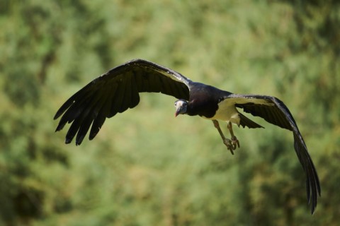 Abdim's Storks (Ciconia abdimii), flying, Spain, Europe