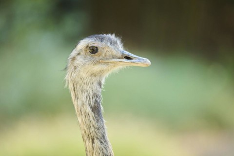 Greater rhea (Rhea americana), portrait, captive, distribution Africa
