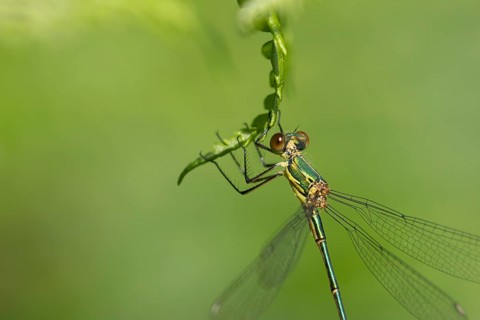 Emerald damselfly (Lestes sponsa) adult female insect resting on a Bracken leaf, Suffolk, England,