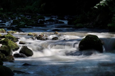 River Wesenitz, Liebethaler Grund, part of the Malerweg, summer, Saxon Switzerland, Saxony,