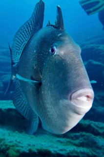 Close-up of a large fish with thick lips, Atlantic triggerfish (Balistes capriscus) (Balistes