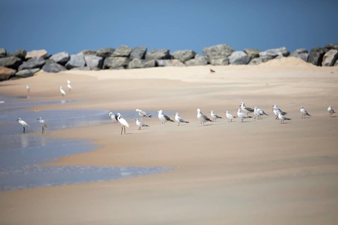Great egret (Ardea alba, syn.: Casmerodius albus, Egretta alba), Whiskered Terns (Chlidonias