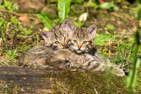 Two tabby kittens sitting on mossy ground in the forest, surrounded by grassy plants, wildcat