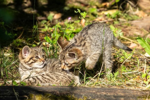Two tabby kittens playing in the forest on mossy ground, surrounded by grass and leaves, wildcat