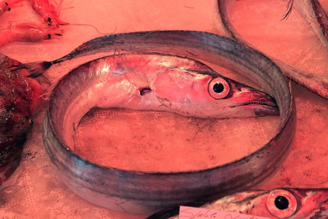 Silver scabbardfish at the historic Catania fish market, Catania, Sicily, Italy, Europe
