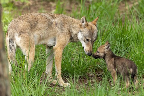 The wolf tenderly sniffs its little cub in the tall grass, European grey gray wolf (Canis lupus),