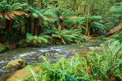Nature landscape of the Hopetoun Falls in the rainforest of the Great Otway National Park in