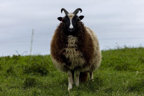 Jacob's domestic sheep (Ovis gmeliniaries), old animal in a meadow in the Hunsrück,